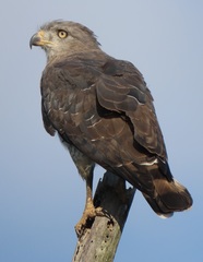 Circaetus fasciolatus