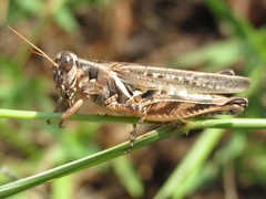 Melanoplus bispinosus
