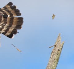 Circaetus fasciolatus
