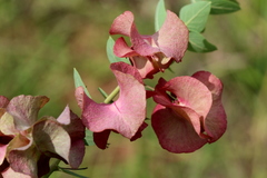 Triaspis hypericoides