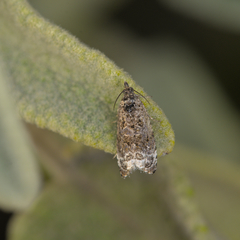 Endothenia sororiana