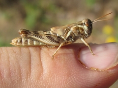 Melanoplus bispinosus