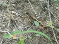 Schistocerca piceifrons