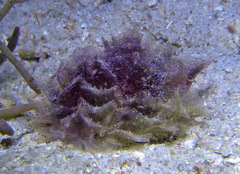 Polybranchia orientalis