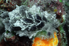 Polybranchia orientalis