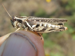Melanoplus bispinosus