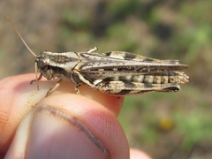 Melanoplus bispinosus