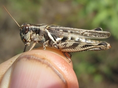 Melanoplus bispinosus