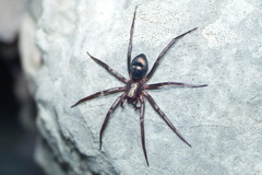 Sagana rutilans