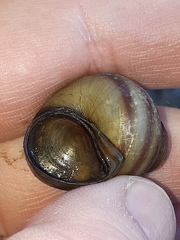 Viviparus acerosus