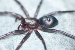 Sagana rutilans
