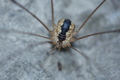 Leiobunum religiosum