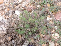 Plantago sempervirens