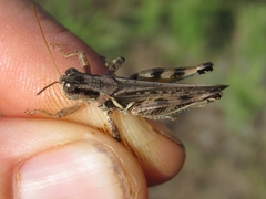 Melanoplus bispinosus