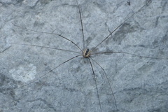 Leiobunum religiosum