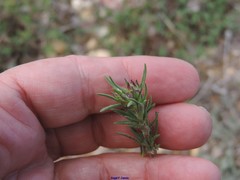 Plantago sempervirens