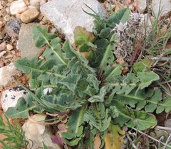 Mantisalca salmantica