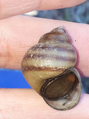 Viviparus acerosus