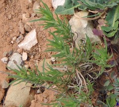 Plantago sempervirens