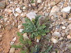 Mantisalca salmantica