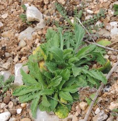 Mantisalca salmantica