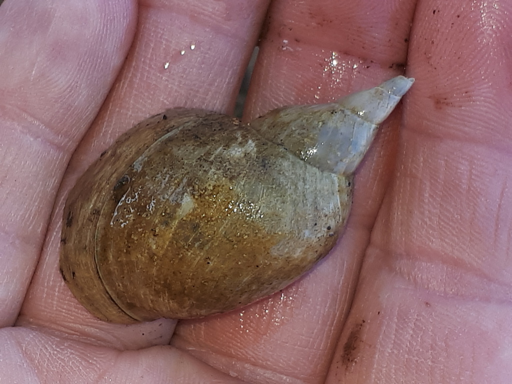 Great Pond Snail from 94469 Deggendorf, Deutschland on January 19, 2022 ...