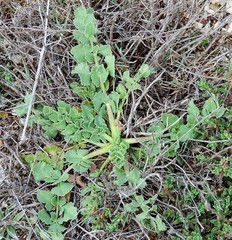 Pimpinella villosa