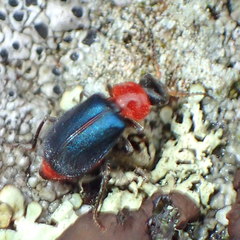 Collops tricolor