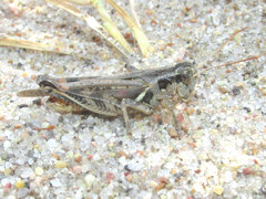 Melanoplus bispinosus