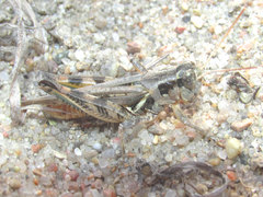 Melanoplus bispinosus