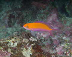 Nemanthias bicolor