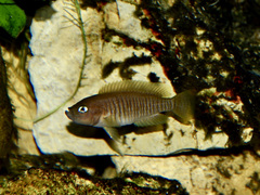 Lamprologus Multifasciatus photo 1