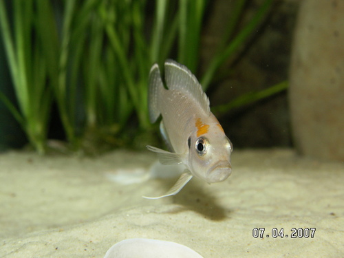 Brevis (Shell Dweller) photo