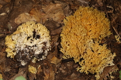 Ramaria caulifloriformis