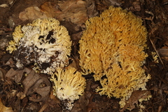 Ramaria caulifloriformis