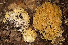 Ramaria caulifloriformis