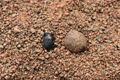 Scarabaeus megaparvulus