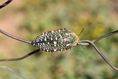 Julodis cirrosa cirrosa
