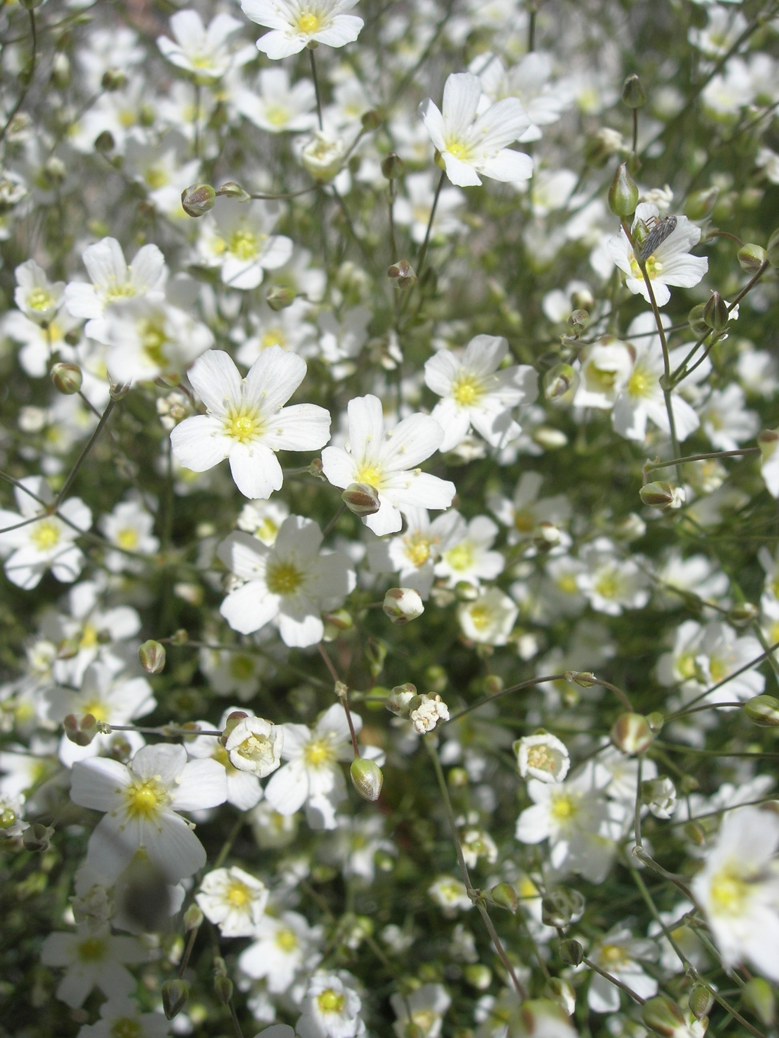 Eremogone ferrisiae
