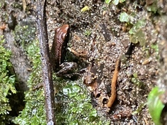 Epipedobates boulengeri