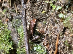 Epipedobates boulengeri