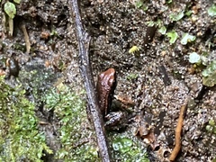 Epipedobates boulengeri