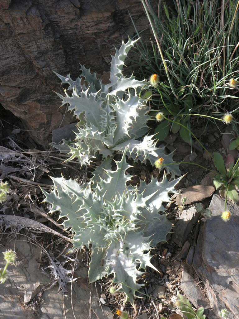 Chamaeleon macrophyllus