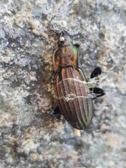 Carabus melancholicus costatus
