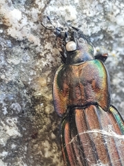 Carabus melancholicus costatus