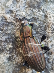 Carabus melancholicus costatus