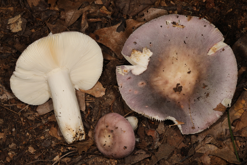 Russula sp. 'IN74'