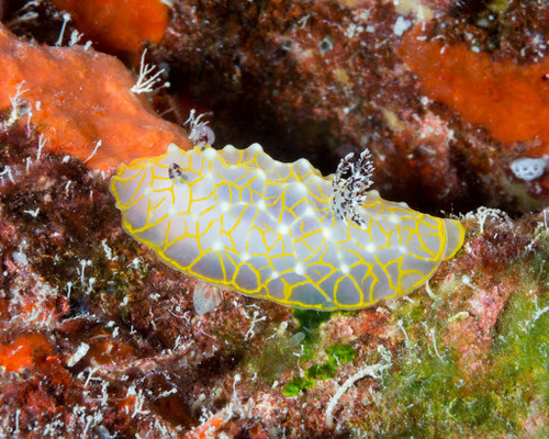 Gold Lace Nudibranch