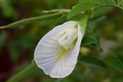 Clitoria ternatea albiflora
