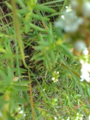 Crassula dependens